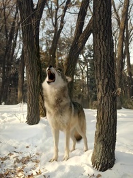 重生86：契約土狗，承包興安嶺 - Episode 50