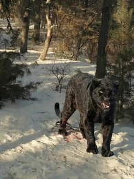 重生86：契約土狗，承包興安嶺 - Episode 8