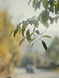 第3集 - 一宵半夏