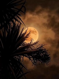 [Doblado]El Errante Sin Hogar, Mi Compañero - Episode 29