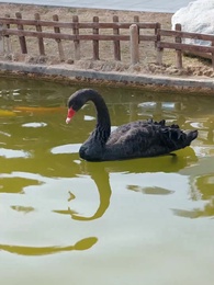 Tập 16 - Mẹ Già Một Đời Hy Sinh