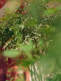 第80集 - 穿成炮灰後，靠心機上位