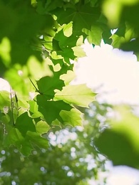 Tập 43 - Bé Cưng Nghe Được Tiếng Lòng Cây Cỏ