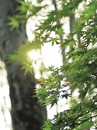 第59話 - 花嫁の果てに、幸せの帰り道