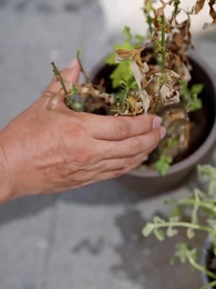 Bé Cưng Nghe Được Tiếng Lòng Cây Cỏ - Episode 39