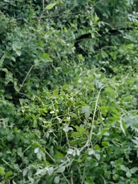 Episodio 1 - Inganni di famiglia