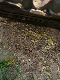 偽宦官、女心チートで天下取り ~去勢寸前でシステム覚醒、女帝の懐刀になって後宮無双~ - Episode 57