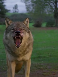 [Doublé]Ivy et la Meute - Episode 31