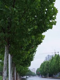 Tập 70 - [Lồng tiếng]Vạn Dặm Hồng Trần