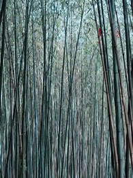 20화 - 재벌가의 딸, 아름답고 당찬 그녀