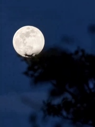 Crowned in Blood - Episode 4