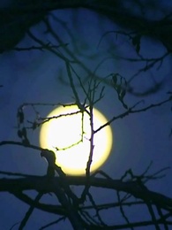 Episode 9 - [Dubbing] Gelandangan Itu Seorang Alfa?