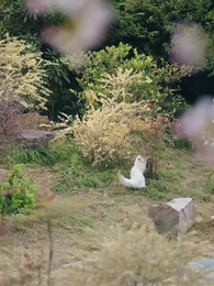 Majestad, volvió la que enterraron - Episode 80