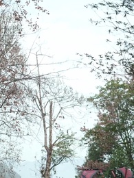 第28集 - 瘋美人