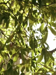 Episode 38 - Separuh Kehidupanku