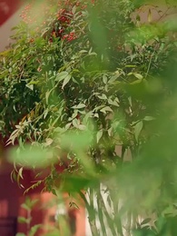 Episode 80 - My Calculated Romance