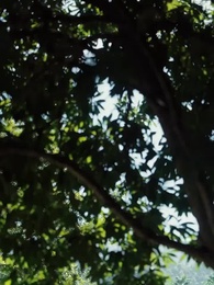 [Doublé]Maman PDG, Papa Kung Fu - Episode 60