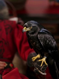 權臣的黑面月光 - Episode 8