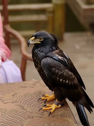 權臣的黑面月光 - Episode 33