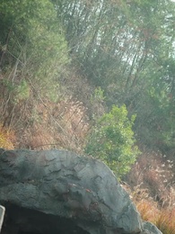 第73集 - 狐仙娶親