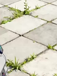 Episode 28 - [Synchron] Allesfresser – Der Weg des Monsters