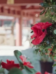 [Dublado]No Trono, por Ela - Episode 17