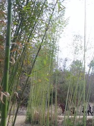 第64集 - 花間錯