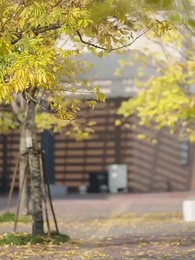 Episode 48 - Debt to Doting: His Sweet Trap