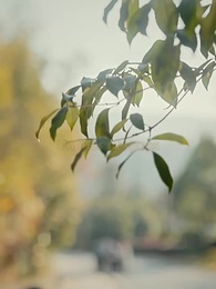 Entre el Licor y el Agua - Episode 3