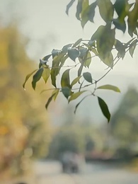 Episode 3 - A summer night