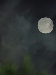 冷徹社長と電撃結婚したら甘やかされすぎた - Episode 49