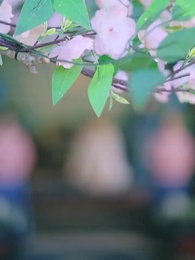 ตอนที่ 43 - เธอคือสนมเอก