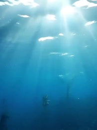 Episodio 32 - Renacer del Dragón Marino