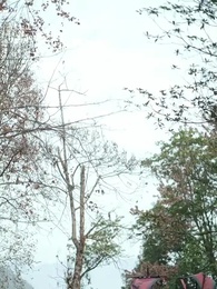 Scarlet Redemption - Episode 28