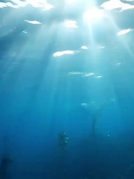 [Dubbed] Once A Koi, Now A Dragon - Episode 32