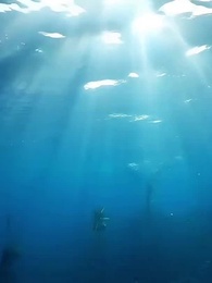 第32集 - 化身錦鯉，我逆襲成龍