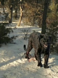 Rey del Monte - Episode 8