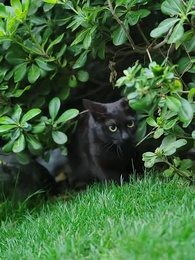 獸戲金枝折玉葉 - Episode 34