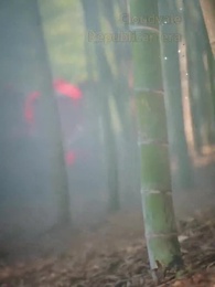 Episode 1 - Secrets of Cloudvale