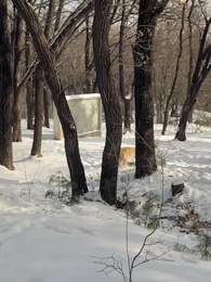 Rey del Monte - Episode 66