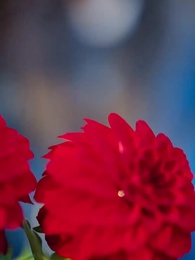 第6話 - 君と越える春の山