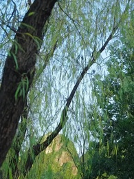 君と越える春の山 - Episode 13