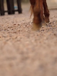 Poisoned Throne - Episode 24