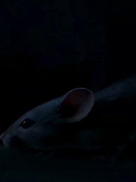 ตอนที่ 7 - แม่คะ หนูพูดความจริง