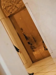 Episódio 2 - Casamento Relâmpago com o CEO