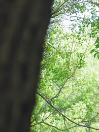 第37集 - 鈴蘭定律