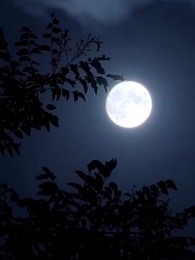 第10集 - 鈴蘭定律