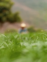 The Farm Heiress - Episode 77