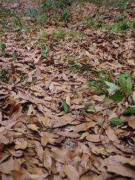 Tập 49 - Phong Ba Điện Thí
